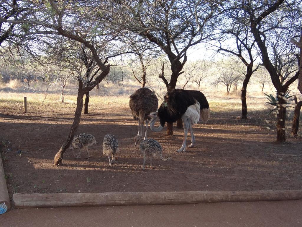 Khumbula Iafrica 1 Villa Marloth Park Exterior photo